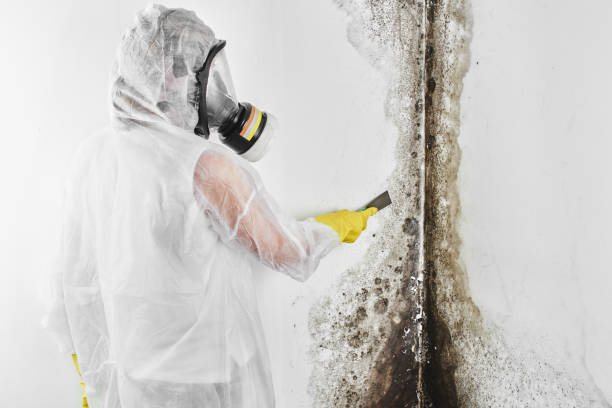 Best Preventive Mold Services in Webster, TX