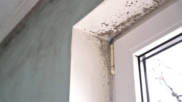 Best Residential Mold Remediation in Webster, TX