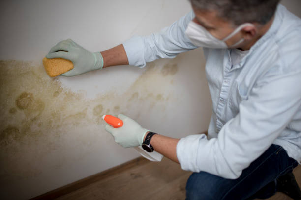 Best Basement Mold Remediation in Webster, TX