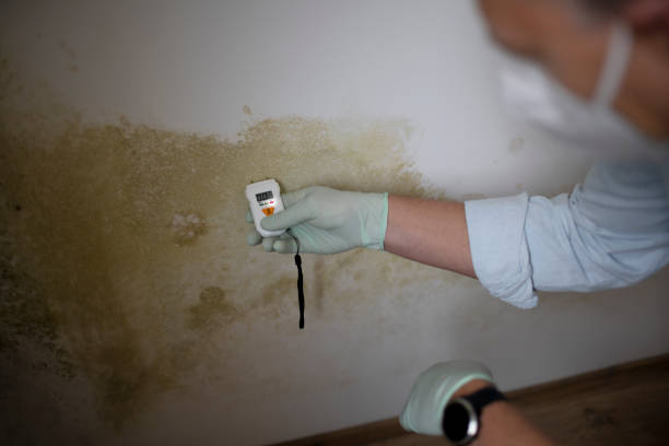 Best Kitchen Mold Remediation in Webster, TX