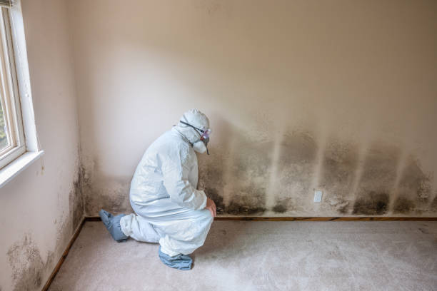 Best Insurance-Related Mold Remediation in Webster, TX