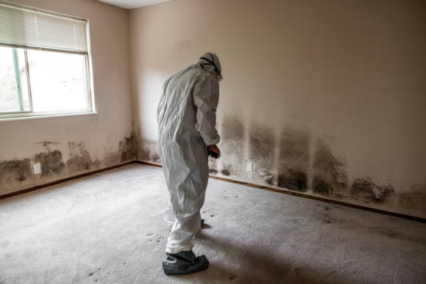 Best Residential Mold Remediation in Webster, TX
