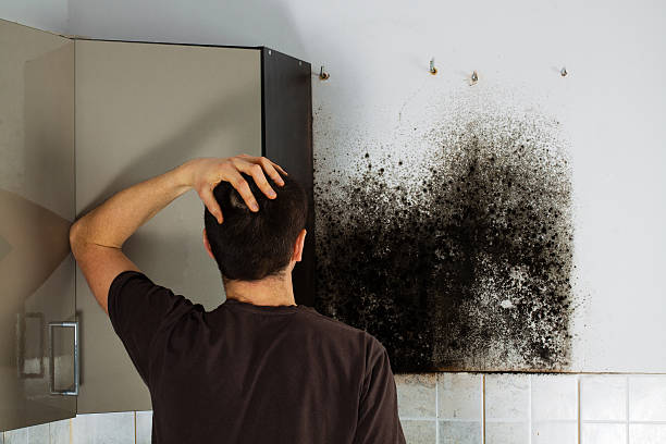 Best Post-Flood Mold Remediation in Webster, TX