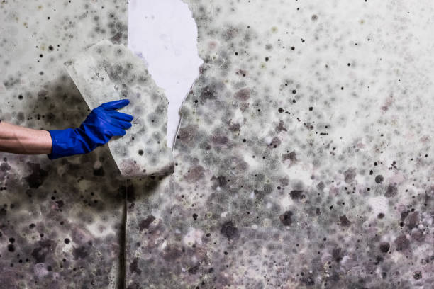 Professional Mold Remediation in Webster, TX