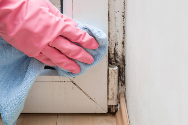 Best Preventive Mold Services in Webster, TX