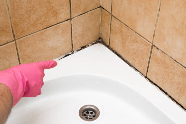 Best Mold Remediation for Schools in Webster, TX